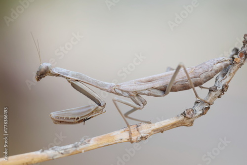 Wallpaper Mural close up of praying mantis Torontodigital.ca