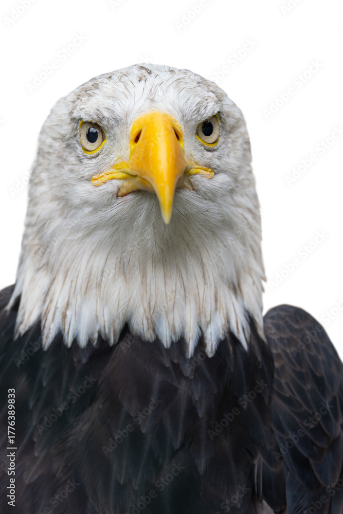 Fototapeta premium portrait of a bald eagle isolated on white background
