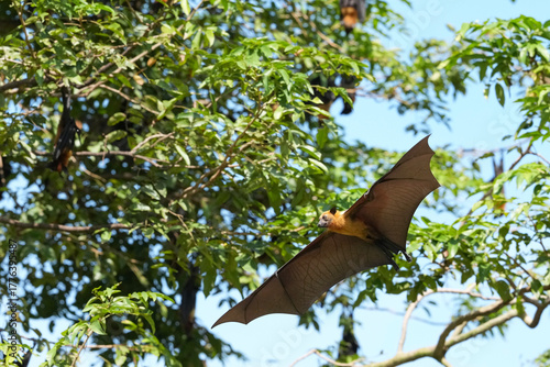 The flying fox, a fruit eater, is native to Southeast Asia.