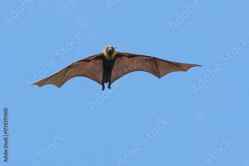 The flying fox, a fruit eater, is native to Southeast Asia.
