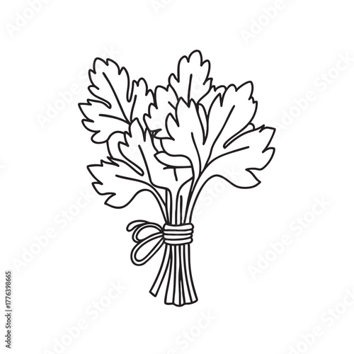 Fresh herbs mint parsley cilantro tied together