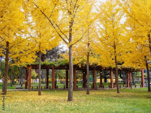 The charming ginkgo forest in autumn