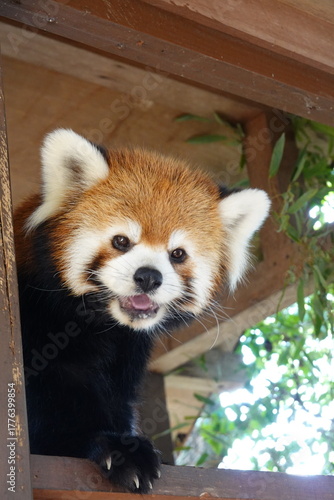 レッサーパンダ