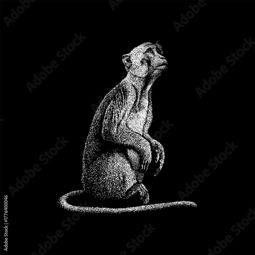 illustration of a Rhesus Macaque sitting upright, created in a vintage engraving or etching style. The artwork highlights the animal’s natural pose, realistic texture, and expressive features.