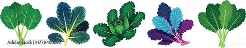 Vibrant Leafy Greens Cabbage Kale Chard Vegetable Vector Set