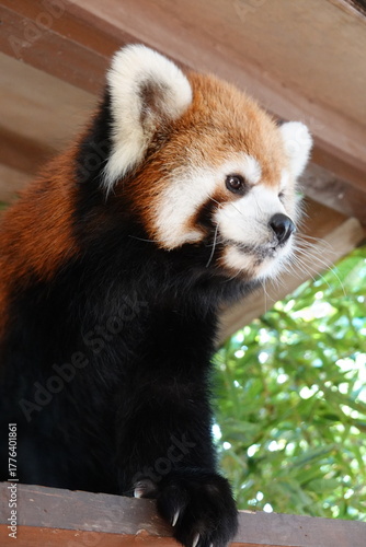 レッサーパンダ