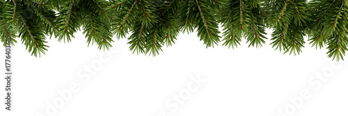 christmas tree branches isolated on white