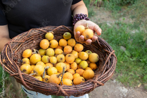 cosecha de frutas, Nísperos maduros en un canasto