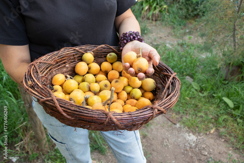 Nísperos maduros en un canasto, cosecha de frutas, 
