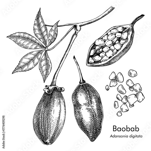 Baobab - exotic plant sketch.  Exotic fruit hand drawn vector illustration. African tree drawing. NOT AI generated