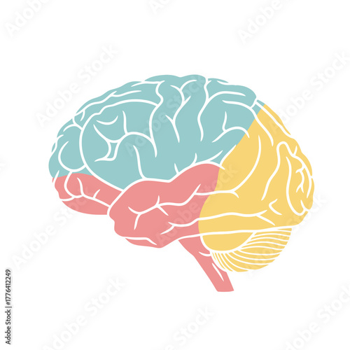 Flat Colored Human Brain Anatomy Diagram Illustration Medical Education