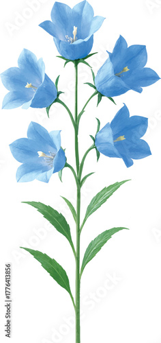 Elegant Blue Bellflower