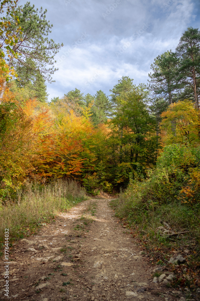 Fototapeta premium Grasse, Alpes-Maritimes, France. Couleurs d’automne éclatantes dans la forêt, lumière dorée et nature paisible au cœur des montagnes provençales.
