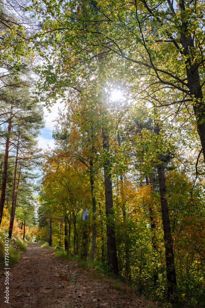 Fototapeta premium Grasse, Alpes-Maritimes, France. Couleurs d’automne éclatantes dans la forêt, lumière dorée et nature paisible au cœur des montagnes provençales.