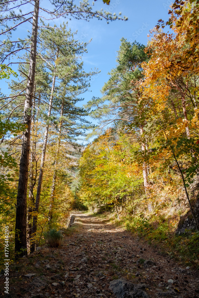 Fototapeta premium Grasse, Alpes-Maritimes, France. Couleurs d’automne éclatantes dans la forêt, lumière dorée et nature paisible au cœur des montagnes provençales.