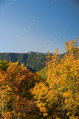Grasse, Alpes-Maritimes, France. Couleurs d’automne éclatantes dans la forêt, lumière dorée et nature paisible au cœur des montagnes provençales.