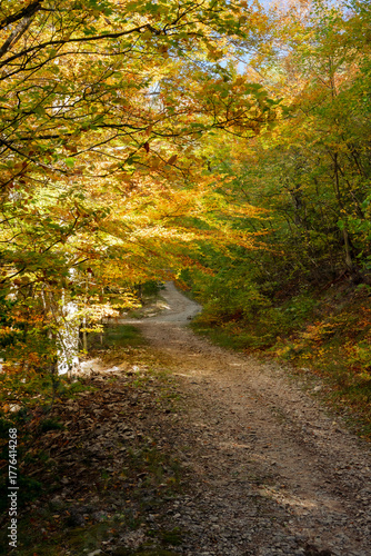Grasse, Alpes-Maritimes, France. Couleurs d’automne éclatantes dans la forêt, lumière dorée et nature paisible au cœur des montagnes provençales.