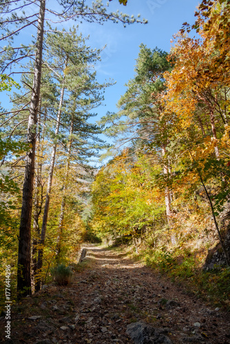 Grasse, Alpes-Maritimes, France. Couleurs d’automne éclatantes dans la forêt, lumière dorée et nature paisible au cœur des montagnes provençales.