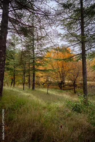 Grasse, Alpes-Maritimes, France. Couleurs d’automne éclatantes dans la forêt, lumière dorée et nature paisible au cœur des montagnes provençales.