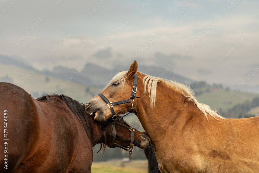 Fototapeta premium Two horses grooming each other on mountain pasture, close friendship and social behavior among horses in natural landscape