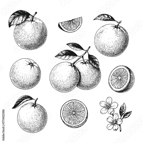 Hand-drawn orange fruit vector set with slices and blossoms in black and white, ideal for packaging, labels, or botanical prints.