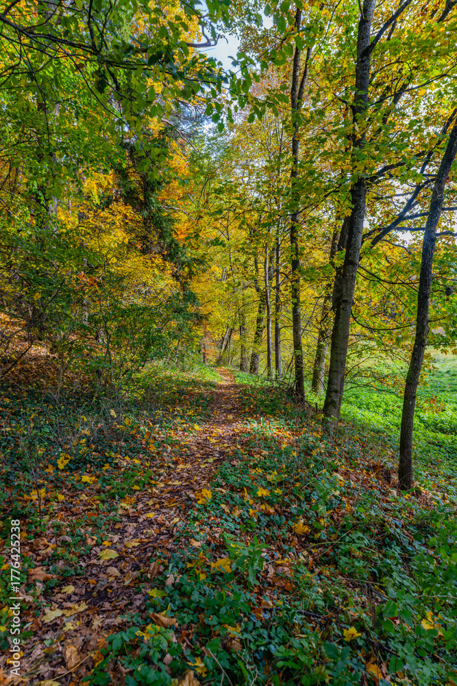 Obraz premium Autumn forest in Germany, in Bavaria