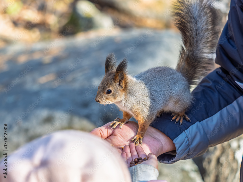 Fototapeta premium A squirrel in the spring or autumn eats nuts from a human hand. Eurasian red squirrel, Sciurus vulgaris