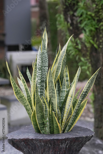 Leaf of snake plant ,mother-in-law's tongue(Dracaena trifasciata) 