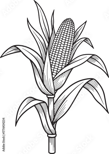 A single corn cob with leaves on a white background.