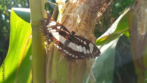 Brown and White Butterfly Resting on Corn Plant in Natural Outdoor Environment