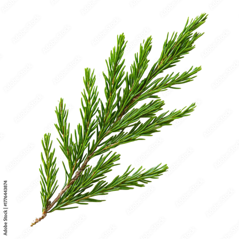 Fototapeta premium Fresh green conifer branch on a transparent background on transparent background
