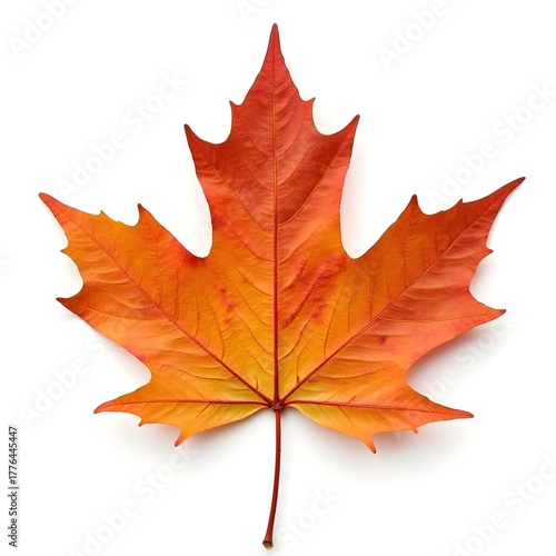 Autumn red maple leaf on white background 