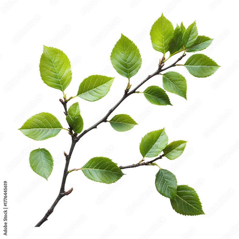 Fototapeta premium Green leaves on a branch isolated on transparent background on transparent background