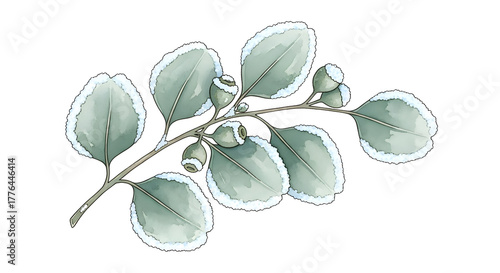 Watercolor Eucalyptus Branch with Frosty Edges illustration