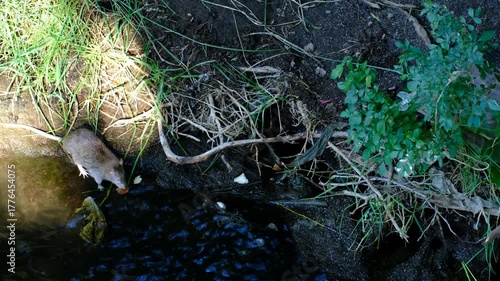 A rat eating bread scraps on the bank of a river