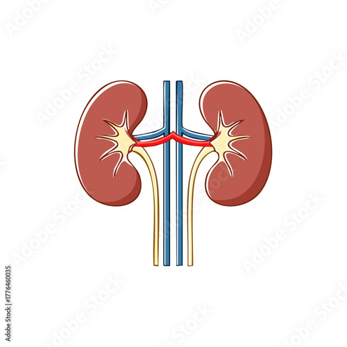 Anatomical illustration of human kidneys with renal artery, vein, and ureter