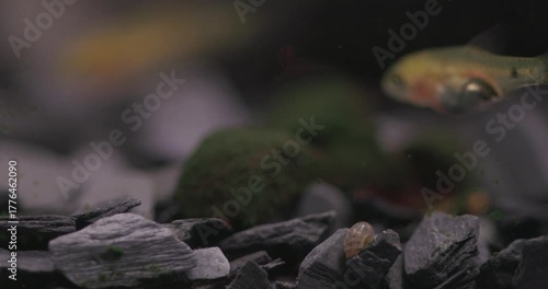 A young Barb Pethia Conchonius swims against the current near the rocky bottom of a freshwater aquarium tank. eating small pieces of spirulina food. A close-up of a home aquarium with a tropical fish.