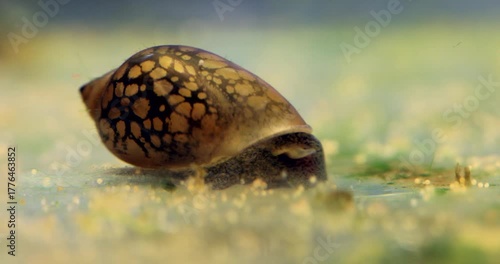 A Physa snail slowly crawls along the bottom of a freshwater aquarium tank, looking for a food and microorganisms. Close-up gastropod mollusc with spotted brown pattern