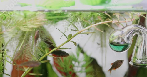 Tropical aquarium fish Galaxy Rasbora Danio Margaritatus. grab food from the surface of the aquarium water. Freshwater planted tank background.