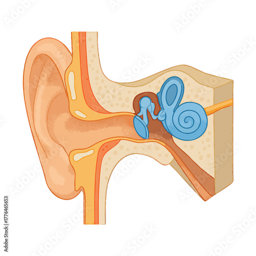 anatomy of the human ear, highlighting outer, middle, and inner ear structures. Isometric Generative ai raster colorful illustration.