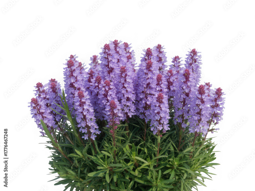 Naklejka premium A cluster of delicate purple lavender flowers with green stems isolated on transparent background