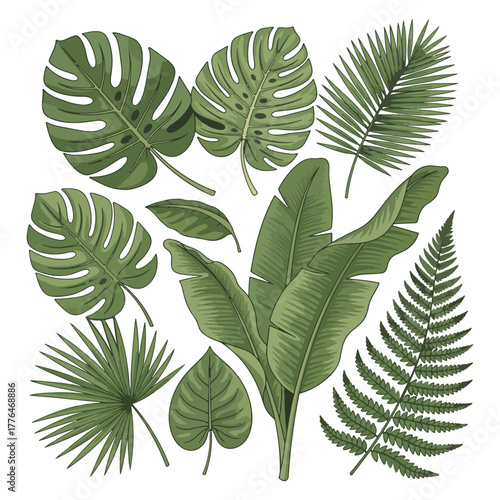 Detailed illustration of various green tropical leaves, arranged on a white background, showcasing botanical variety.