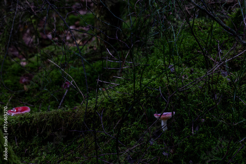 Red toadstools emerge from a lush moss carpet amid tangled branches in a dark, moody woodland, evoking autumn mystery and natural texture.