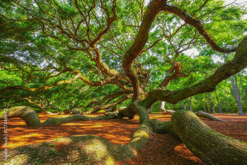 low angle of a large ancient oak tree with spiraling branches 