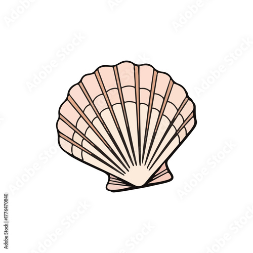 A stylized illustration of a scallop seashell, showcasing its ribbed texture and delicate coloring.