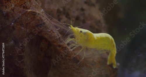 Neon yellow shrimp Neocaridina heteropoda eating large brown leaf. Freshwater aquarium tank macro nature.