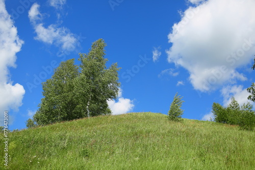 green grass and blue sky