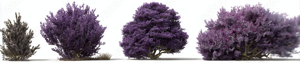 Obraz premium 3 realistic trees in different sizes, white background