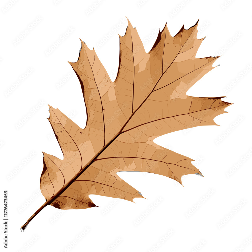 Fototapeta premium Brown oak leaf on white background in autumn season 
