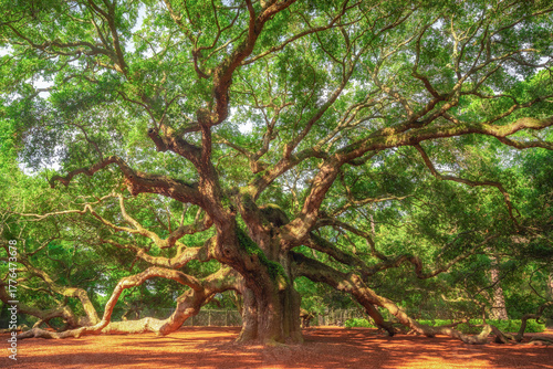 Massive Angel Oak tree in south carolina on a sunny day